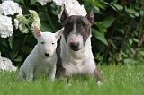 BULL TERRIER MINIATURE 160